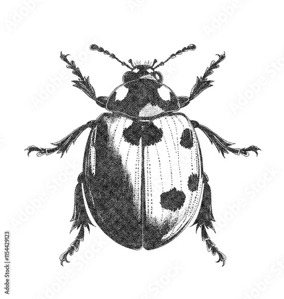 Obraz Ladybug Insect Illustration on White Background in Old OverPrint Style