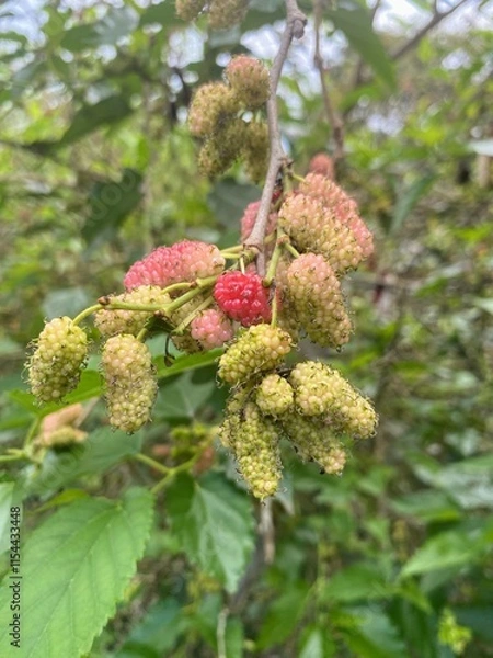 Fototapeta blackberry