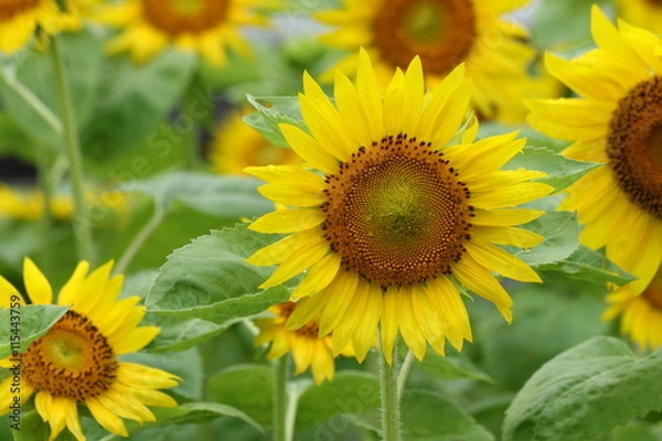 Fototapeta ひまわり