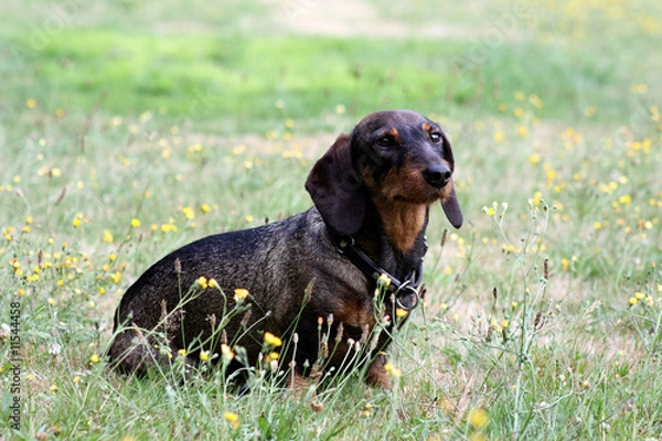 Fototapeta Sitz und Bleib