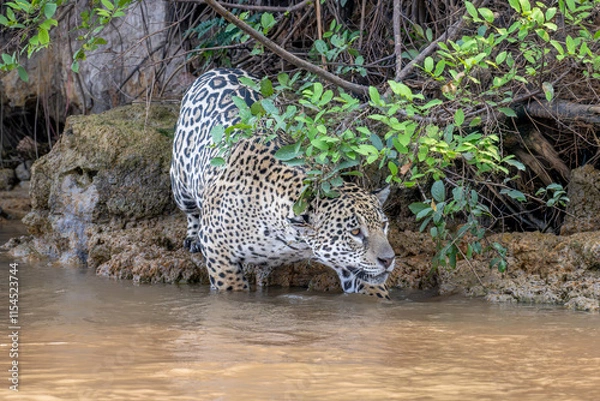 Obraz Jaguar first steps into the river
