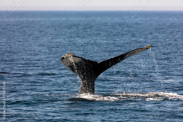 Obraz Whale, cape cod