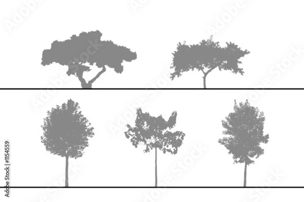 Obraz arbres pour coupes et élévations