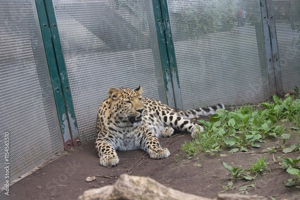 Fototapeta Amur leopard resting in a zoo enclosure