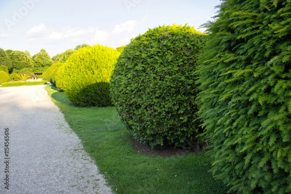 Fototapeta Neatly trimmed hedges along a garden pathway.