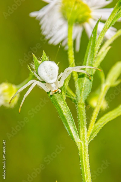 Obraz spider on a leaf