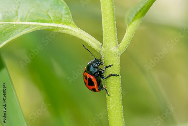 Obraz milkweed beetle