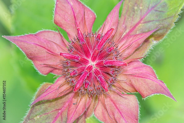 Obraz close up bee balm