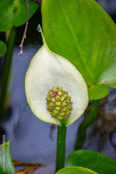 Obraz white water lily