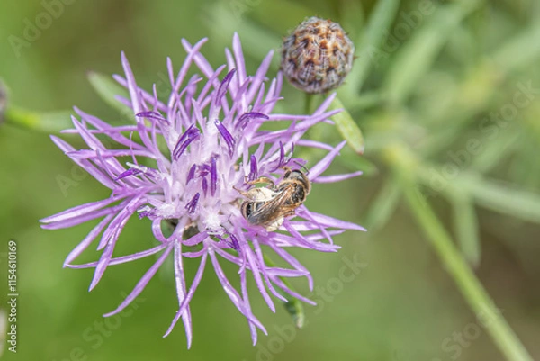 Obraz bee on bee balm