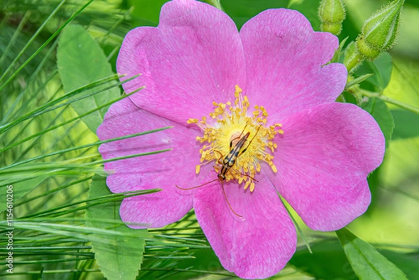 Obraz bug on a flower