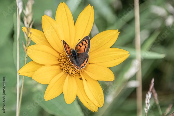 Obraz butterfly on a flower