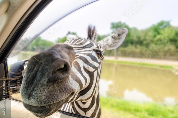 Fototapeta Plains Zebra, Common Zebra or Equus Quagga filed a header into the car of tourists for food