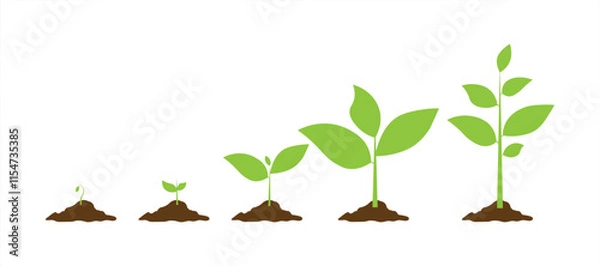 Obraz Phases plant growing. Vector illustration