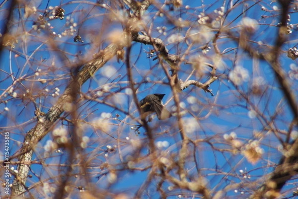 Fototapeta ナンキンハゼの実を食べる野鳥