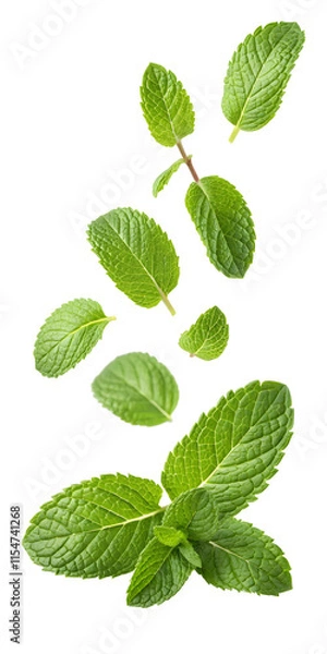 Obraz Mint leaves falling on transparent background isolated background PNG