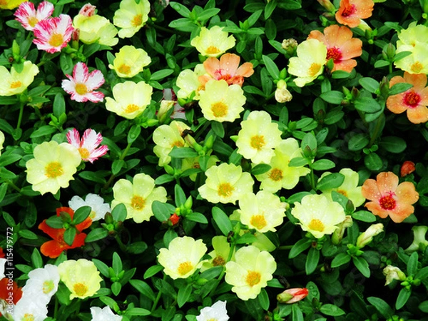 Obraz ポーチュラカ