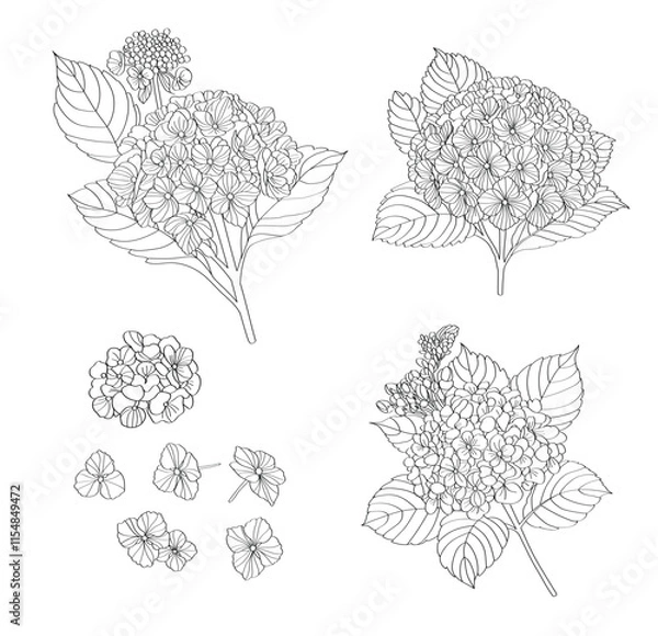 Fototapeta Hydrangea line drawing , Vector file can be used in creating work, including media production. and various publications