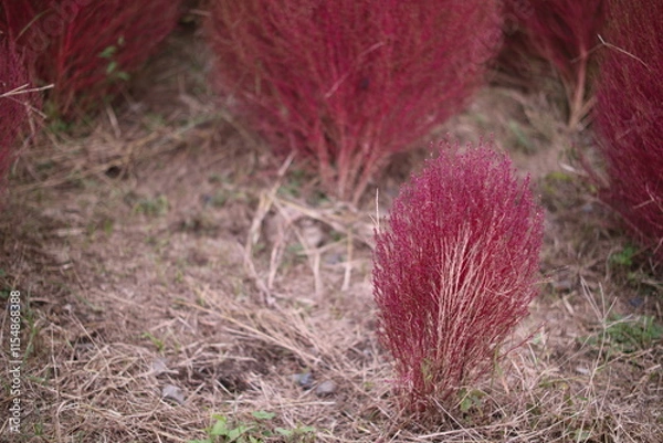 Obraz 大小のコキアと秋