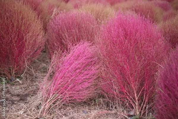 Obraz 赤いコキア