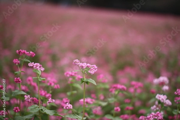 Obraz ソバ畑の開花