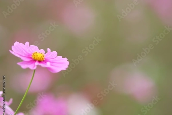 Obraz コスモス畑のコスモス