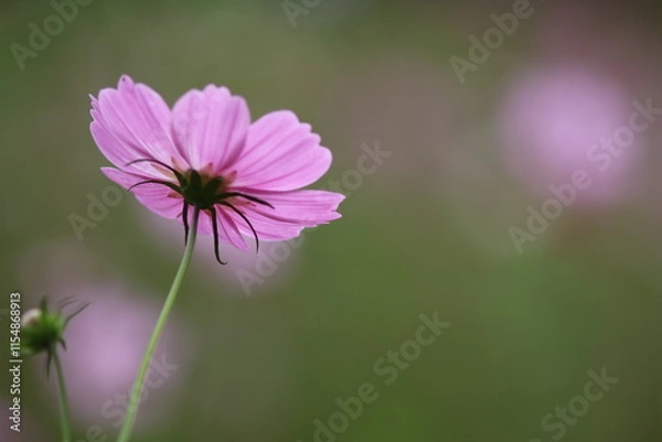 Obraz 下からのコスモス