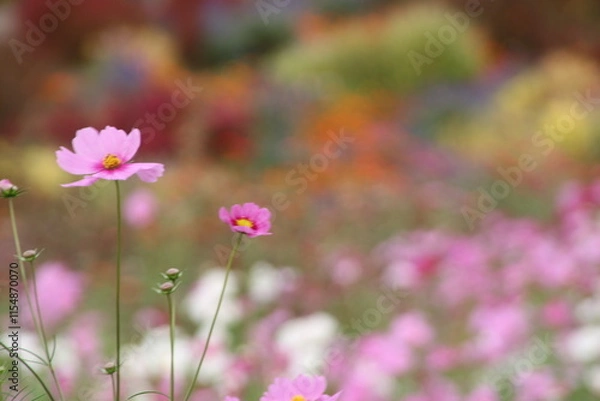 Obraz カラフルな背景とコスモス