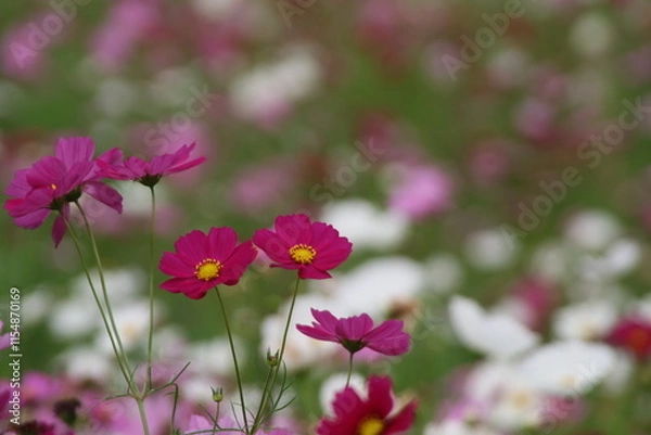 Obraz コスモス畑の赤いコスモス