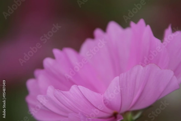 Obraz ピンクコスモスの花びら