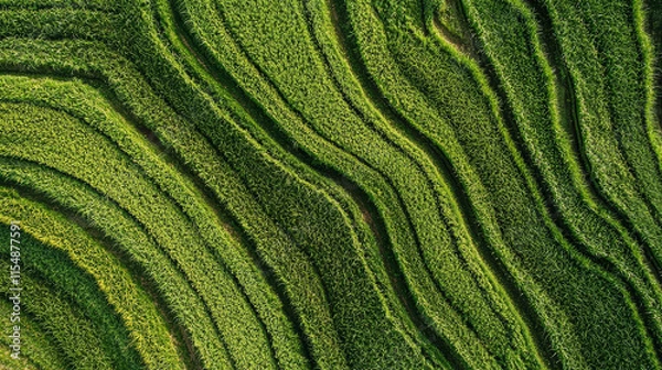 Fototapeta Lush green rice terraces create mesmerizing pattern, showcasing beauty of nature design. vibrant lines flow gracefully, inviting tranquility and harmony