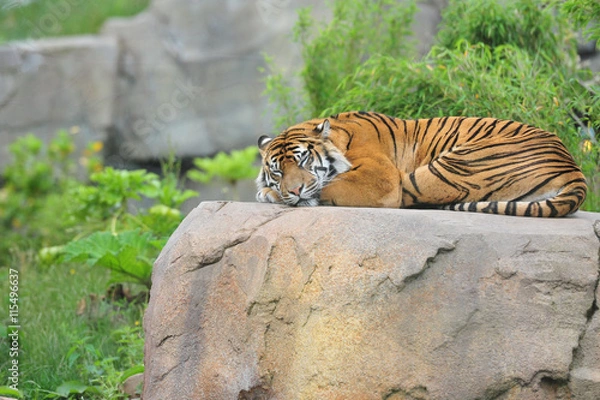 Obraz Tiger sleeping on rocks