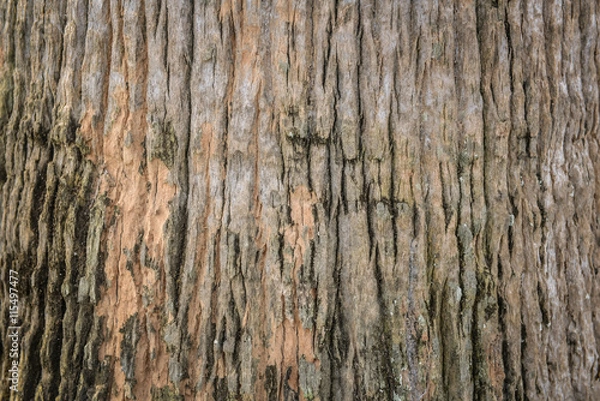 Fototapeta tree bark texture pattern nature for background