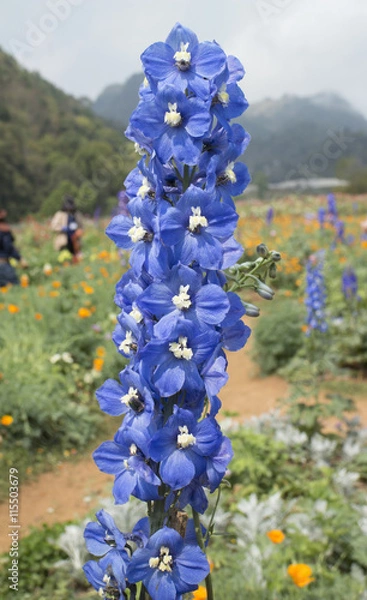 Obraz Delphinium Blue Bird flower