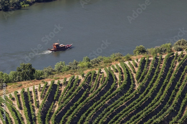 Obraz Douro Vinhateiro em época de vindima