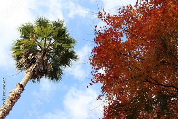 Obraz 青空とヤシの木と赤い紅葉