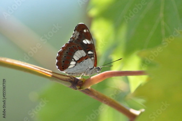 Fototapeta White Admiral(Limenitis camilla)Adults are often found nectaring on Bramble flowers in rides and clearings.It is a fairly shade-tolerant butterfly,flying in dappled sunlight to lay eggs on Honeysuckle