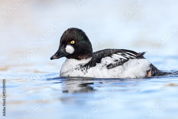 Obraz Male Goldeneye (Bucephala clangula) on water, The Netherlands