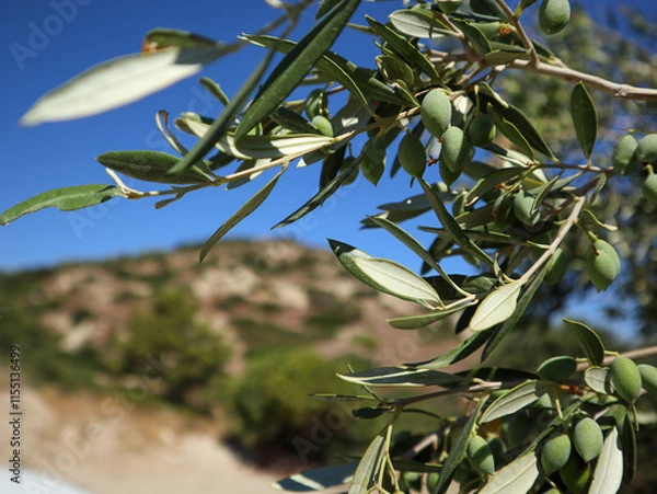 Obraz Kretische Oliven 