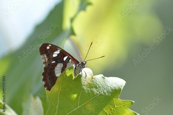 Fototapeta White Admiral butterfly (Limenitis camilla) It has white-banded black wings and a distinctive delicate flight, which has short periods of wing beats followed by long glides, uses shady woodland