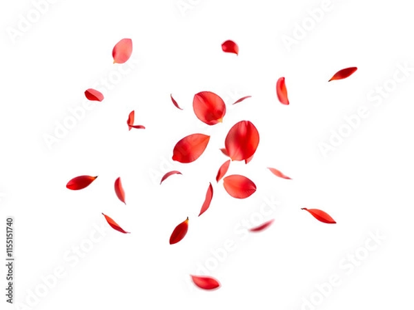 Obraz red rose petals isolated on transparent background 