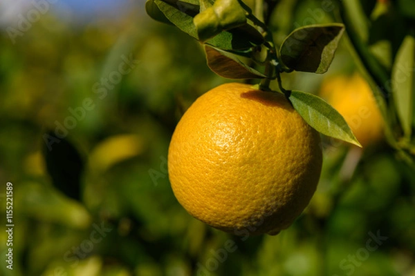 Fototapeta Bright and ripe lemon hangs from the branch in a sunny orchard filled with lush green leaves