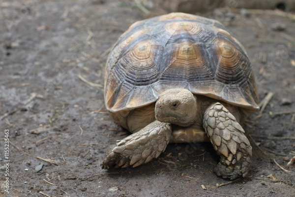 Fototapeta Sulcata turtle on the ground