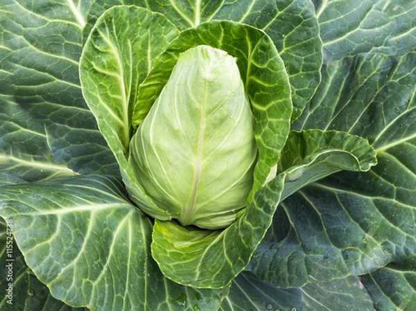 Fototapeta Spitzkohl.