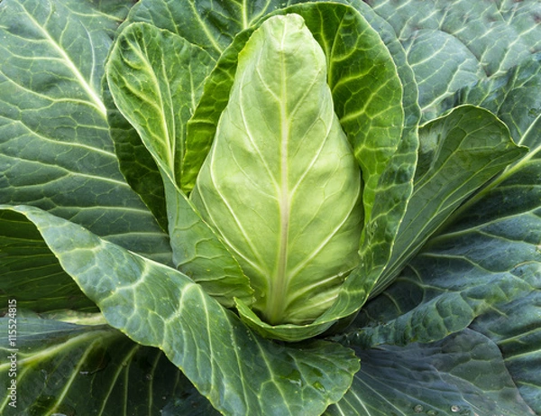 Fototapeta Spitzkohl.