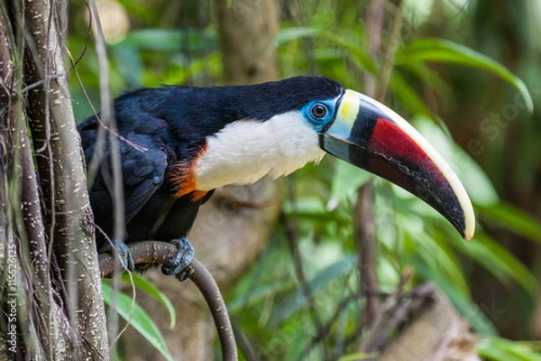 Obraz white-throated toucan