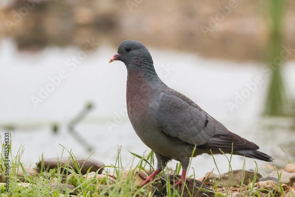 Fototapeta Hohltaube