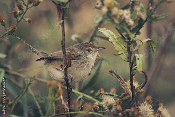 Fototapeta Small bird perched among the foliage in a natural setting during daylight hours