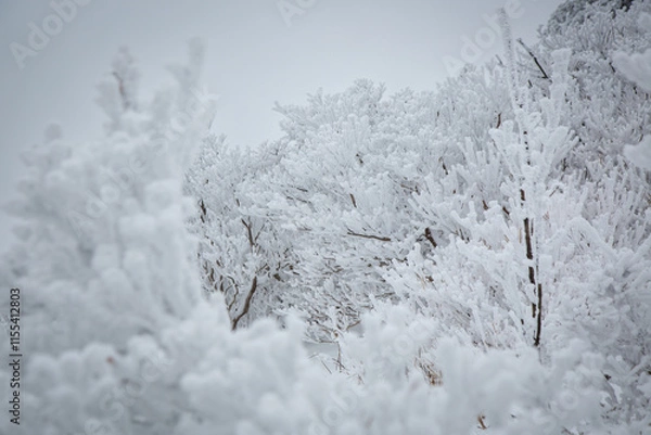 Obraz 소백산 설경