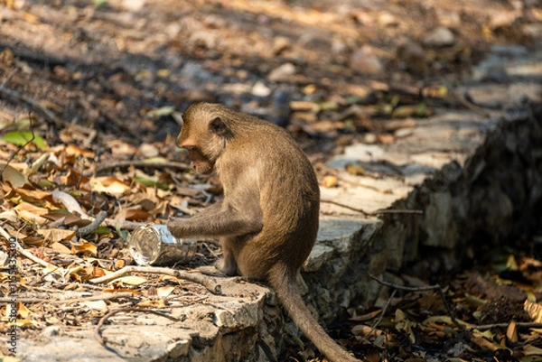Fototapeta A monkey sitting on a stone pathway surrounded by fallen leaves
